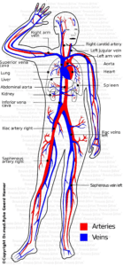 blood vessels