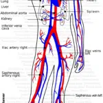 blood vessels