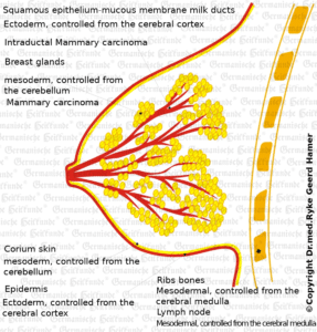 Graphic Organ Breast