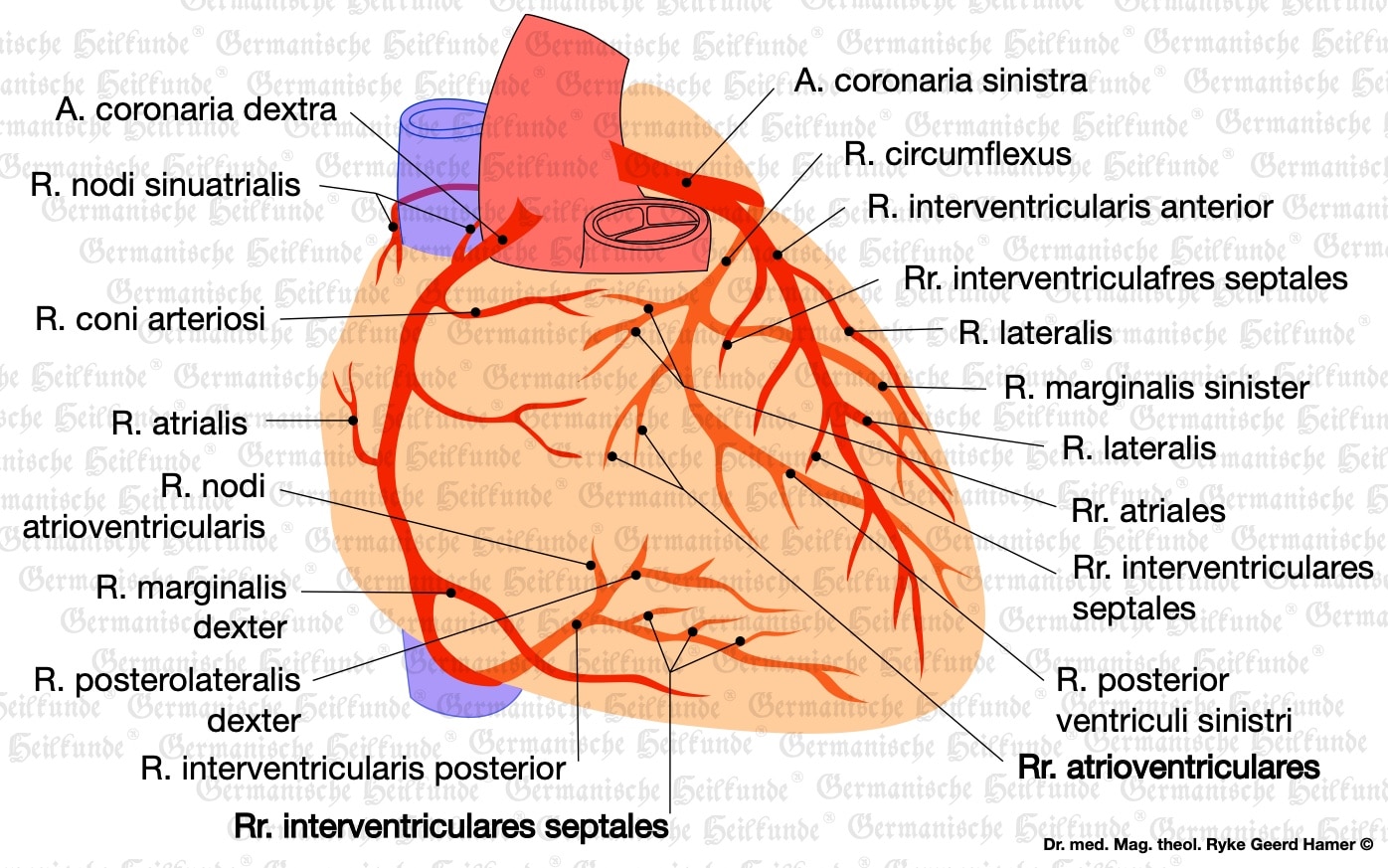 Coronary Vessels