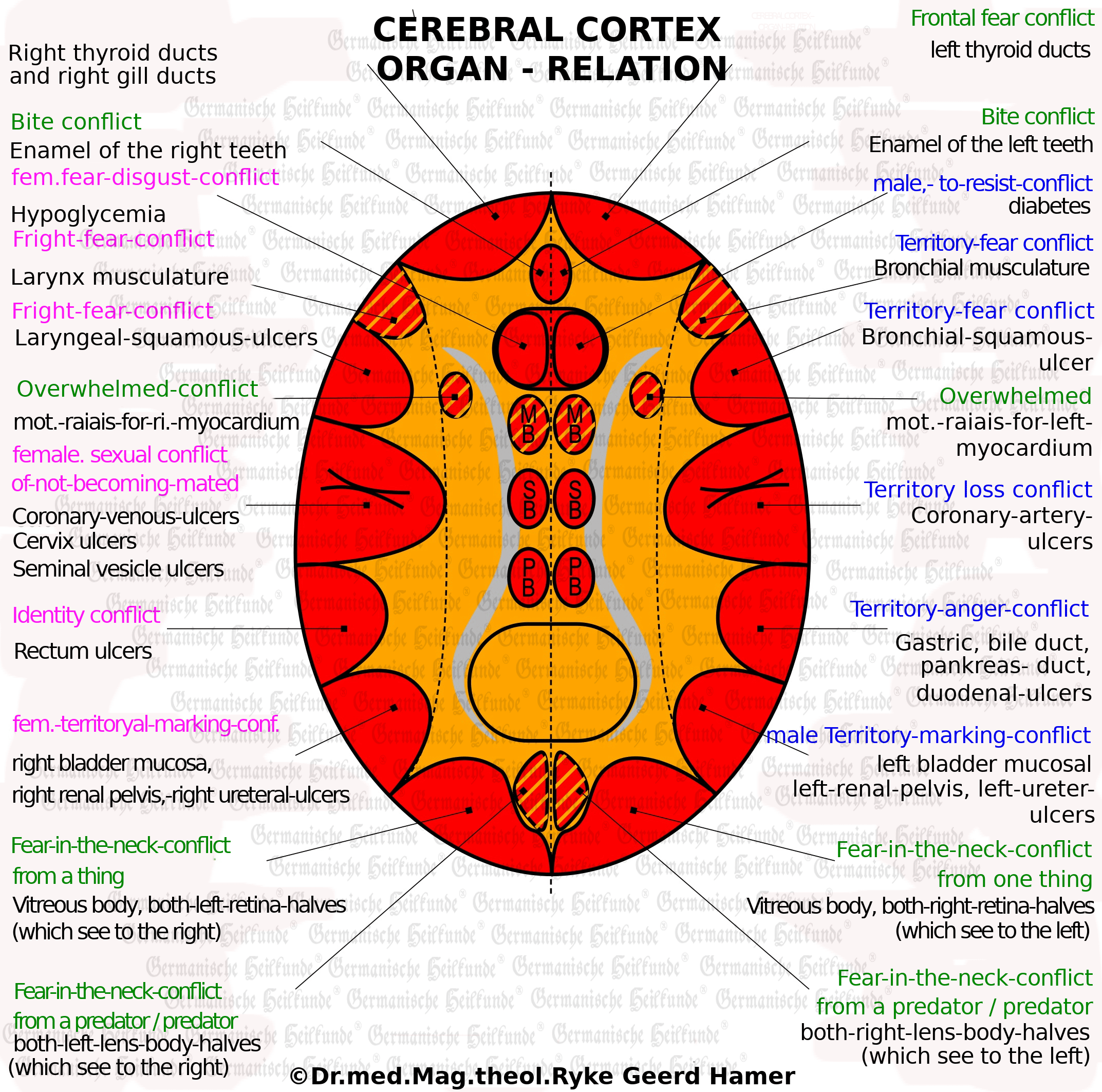 Cerebral Cortex