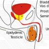 Testis Organ Graphic