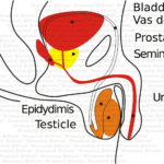 Testis Organ Graphic