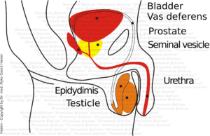 Testis Organ Graphic