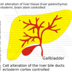 Liver, Gallbladder + Bile Ducts - Organ Graphic