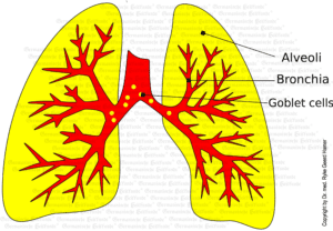 Lungs Organ Graphic