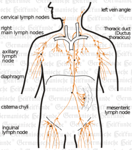 Lymphatic System Organ Graphic