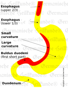 Graphic organ stomach