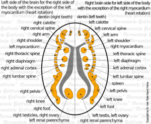 Cerebral Medulla