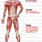 Muscle System Organ Graphic