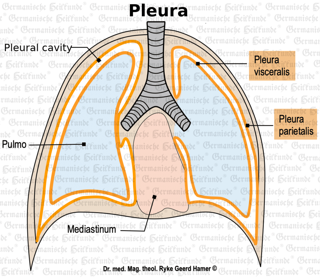 Pleura organ graphic