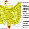 Graphic organ Intestine