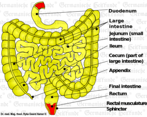 Graphic organ Intestine