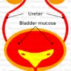 urinary tract Urinary tract
