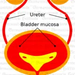 Urinary tract