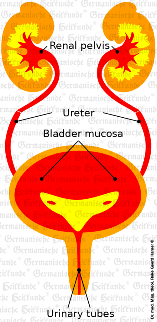 Urinary tract