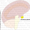 graphic-organ-hypophyse