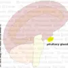 graphic-organ-hypophyse