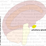 graphic-organ-hypophyse