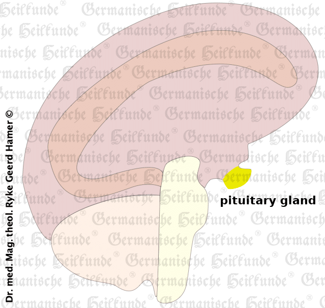 graphic-organ-hypophyse