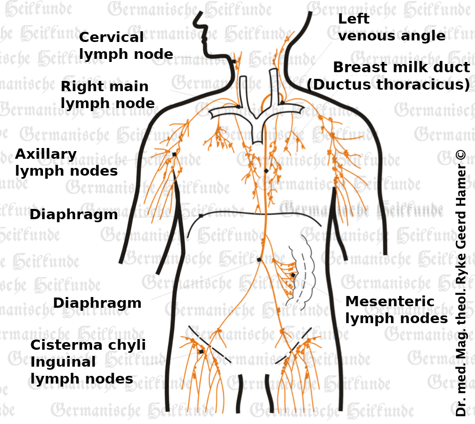 Lymphatic System Organ Graphic