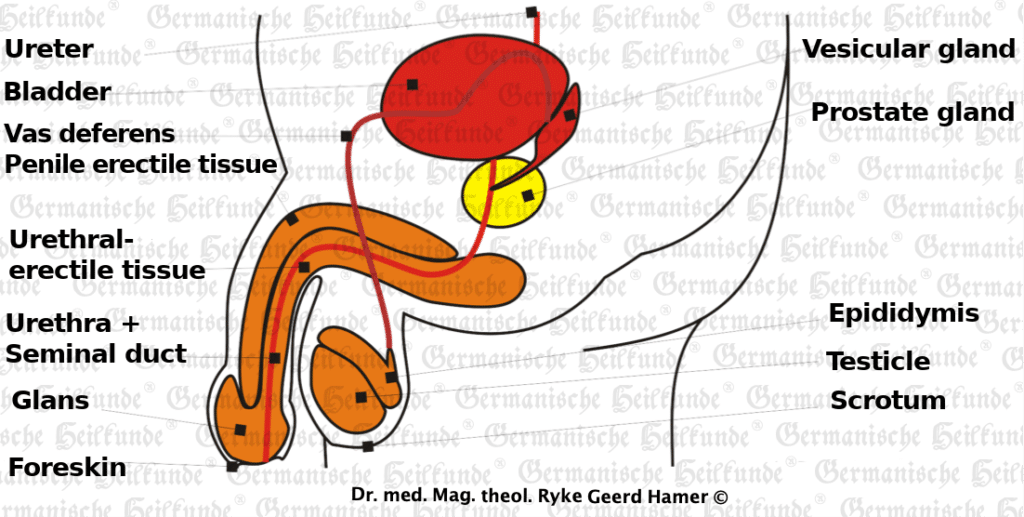 Prostate Carcinoma