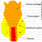 Graphic organ thyroid gland