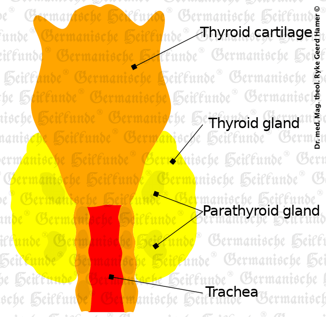 Graphic organ thyroid gland