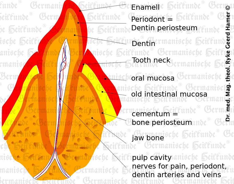 Teeth