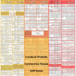 Cerebral Medulla Diagnostic Chart