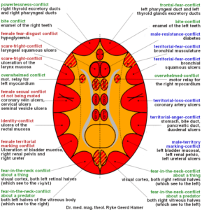 Cerebral Cortex