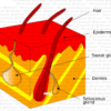 Outer Skin Organ Graphic