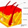 Outer Skin Organ Graphic Outer Skin Organ Graphic