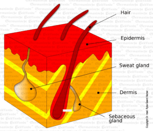 Outer Skin Organ Graphic