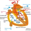 Myocardial Organ Graphic Myocardial Organ Graphic