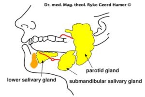 Mouth Areas, Parotid Gland Organ Graphic