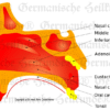 Nose Organ Graphic