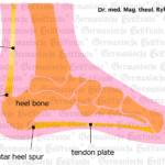 Tendon Organ Graphic