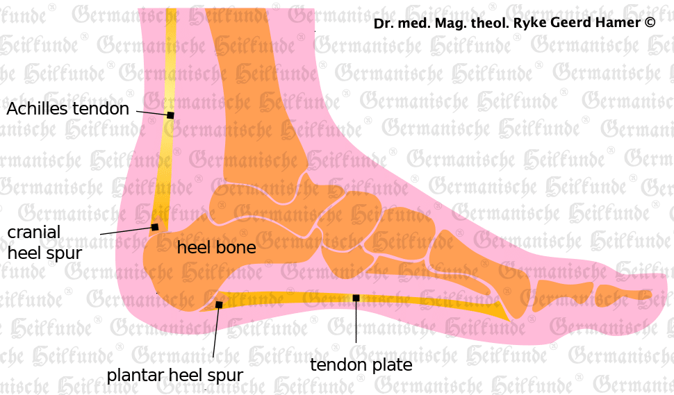 Tendon Organ Graphic