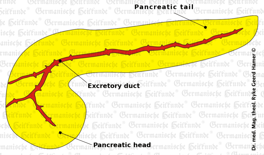 graphic organ pancreas