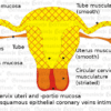 Uterus + Ovaries