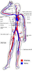 Blood Vessels