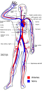 Blood Vessels