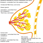 Breast Organ Graphic