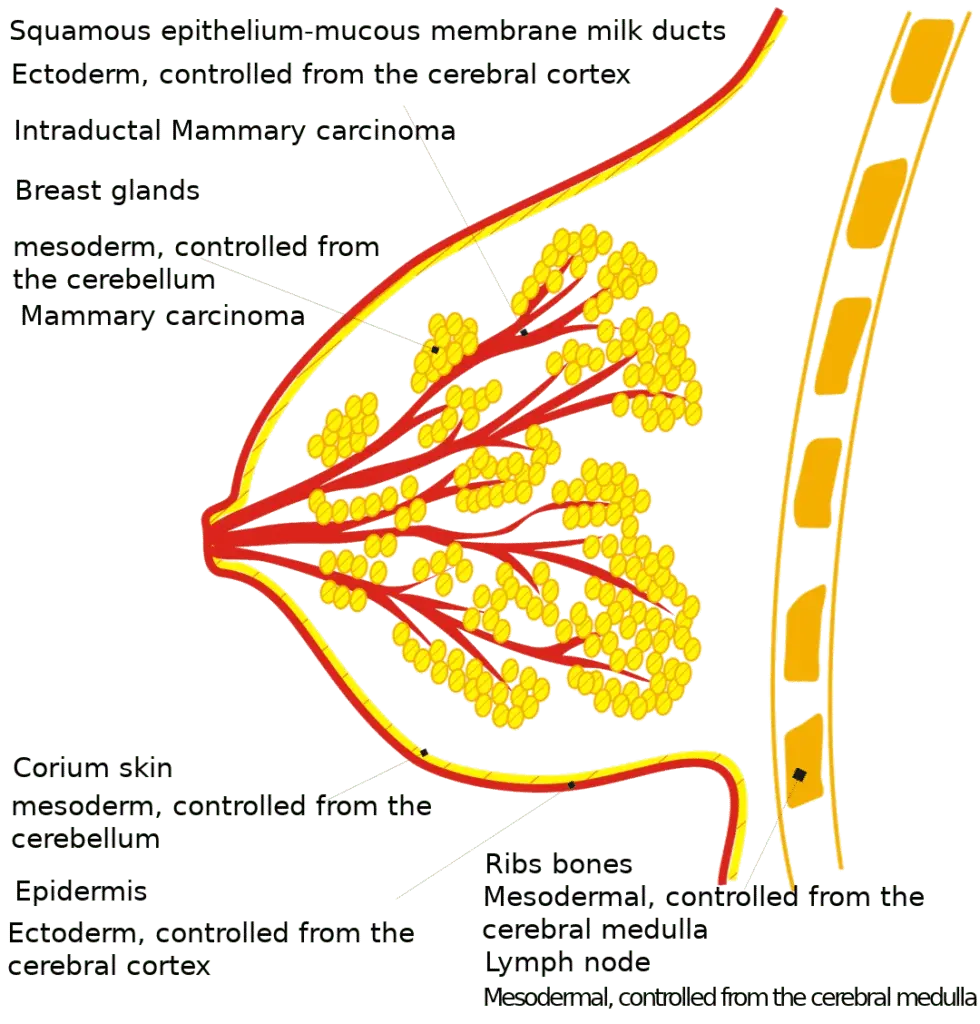 Breast Organ Graphic