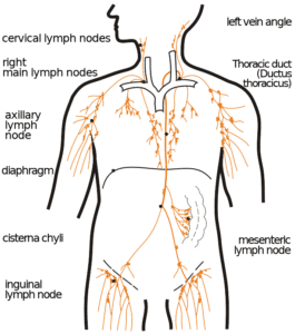 Lymphatic channels