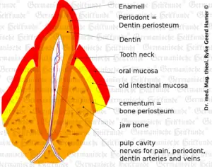 grafic-organ-tooth