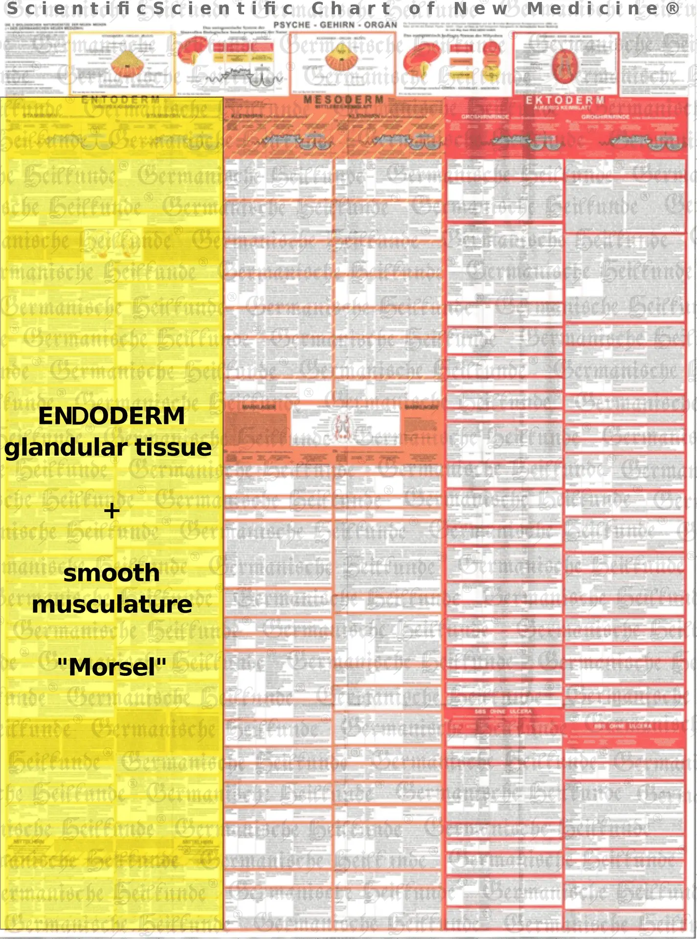 GNM graphic chart endoderm