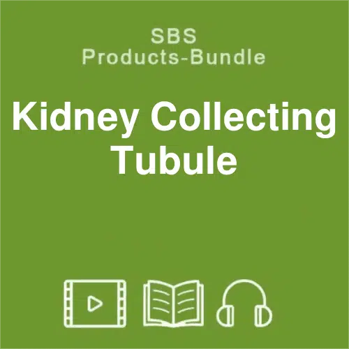 SBS Kidney collecting tubule