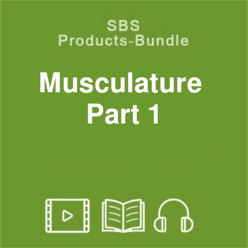 product bundle musculature part 1